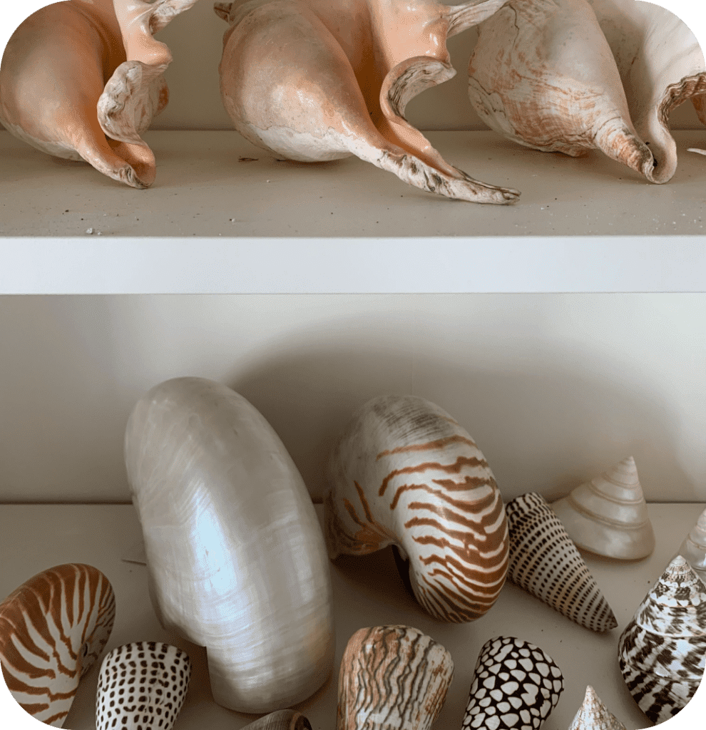 Seashells on shelves.