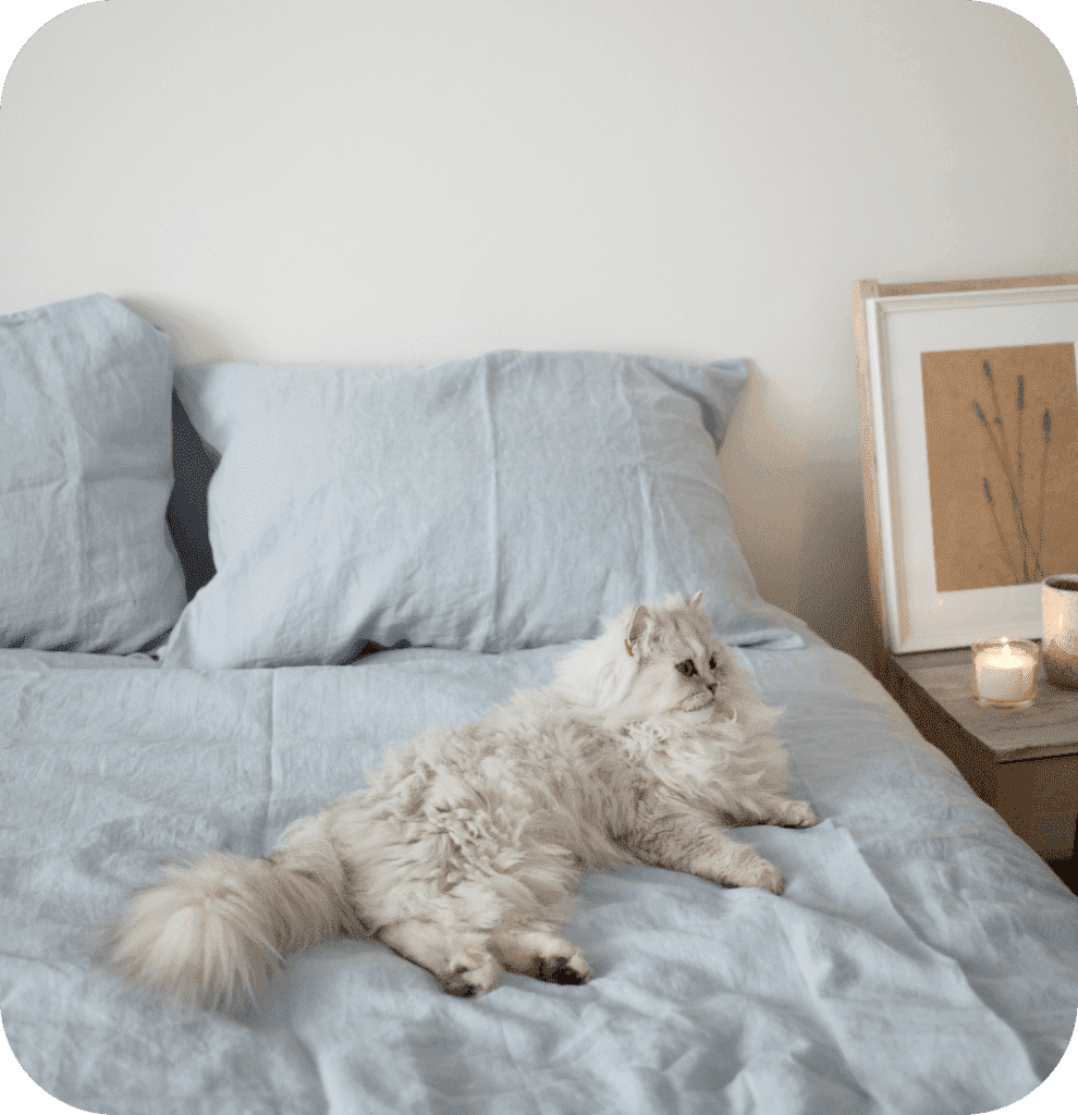 A white Persian cat on a blue bed.