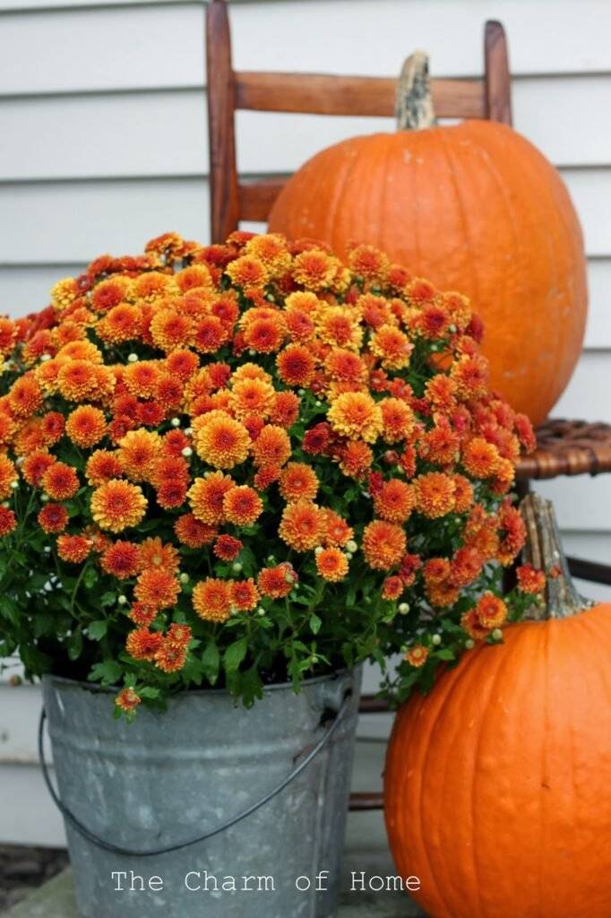 Chrysanthemums with pumpkins.