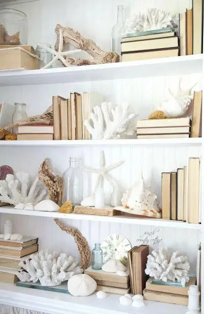 An open shelf filled with seashells and books.
