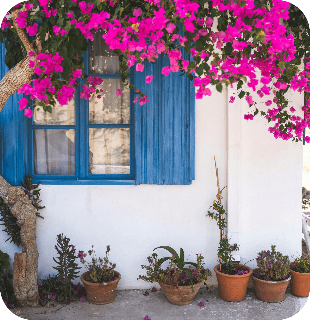 A white house with pink flowers, plant pots and wooden blue shutters.