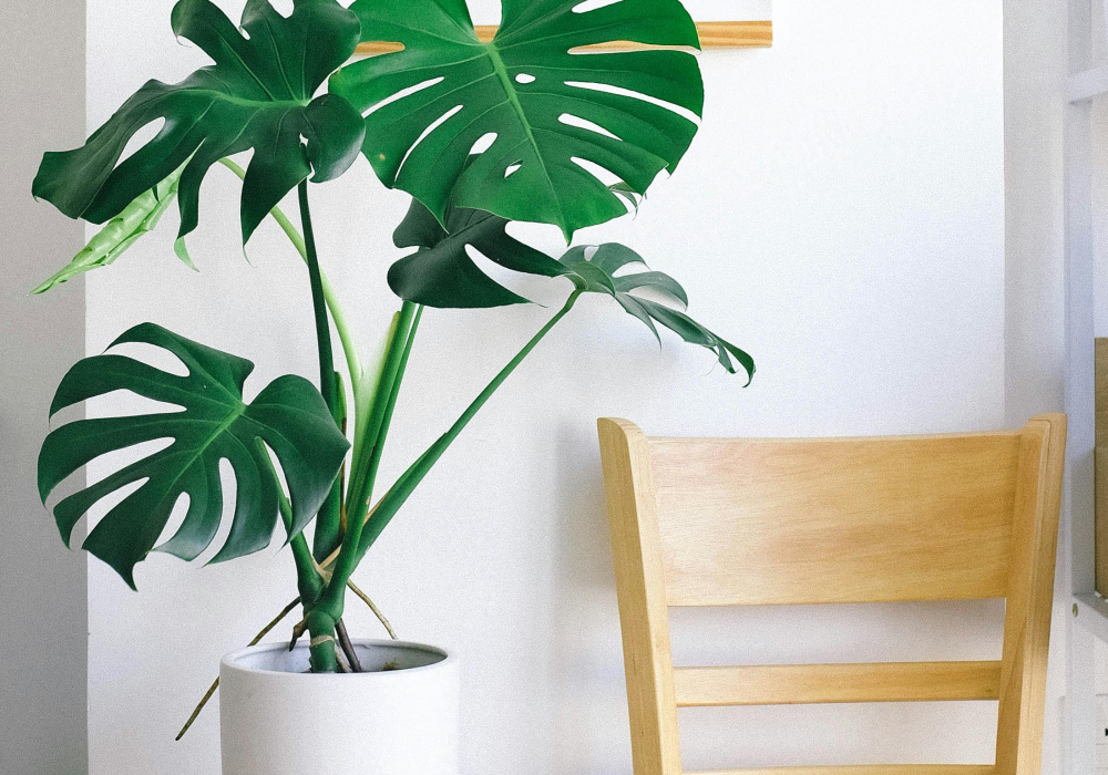 A monstera.