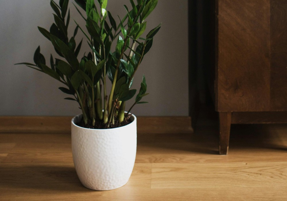 A ZZ plant.