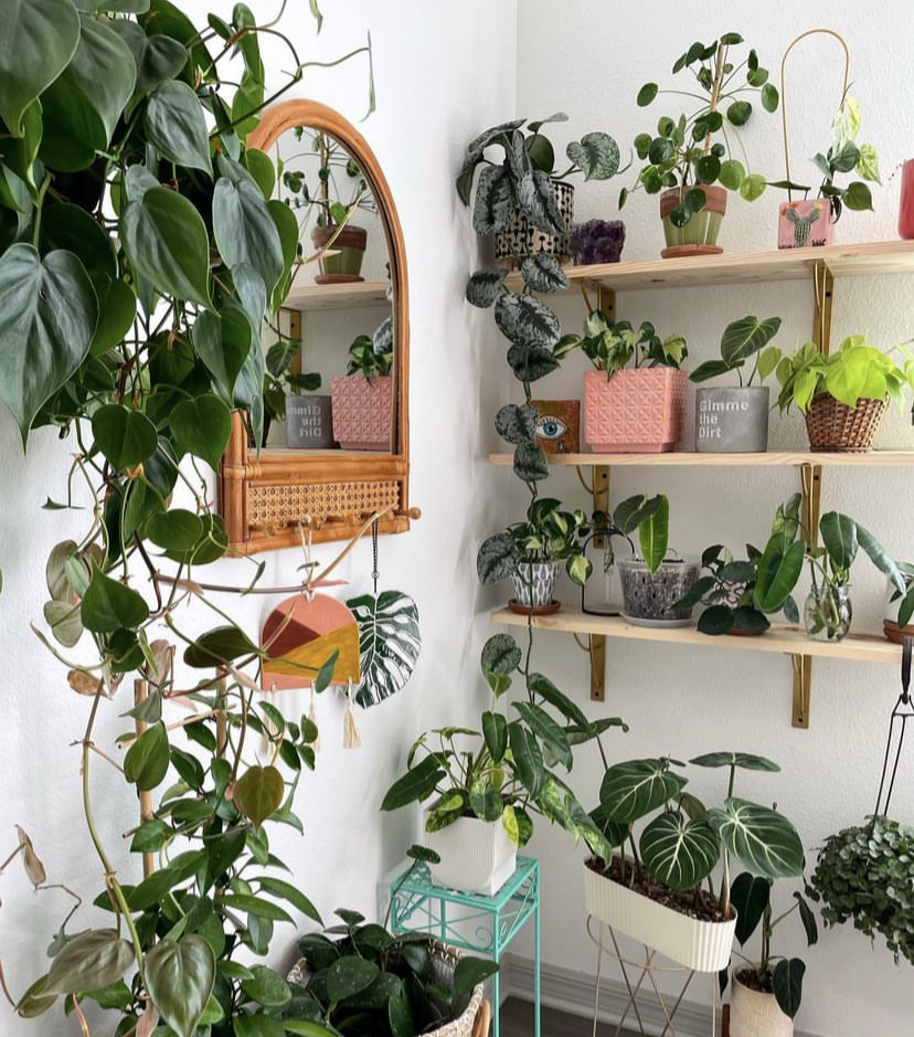 Indoor plants on a shelf with a woven mirror.