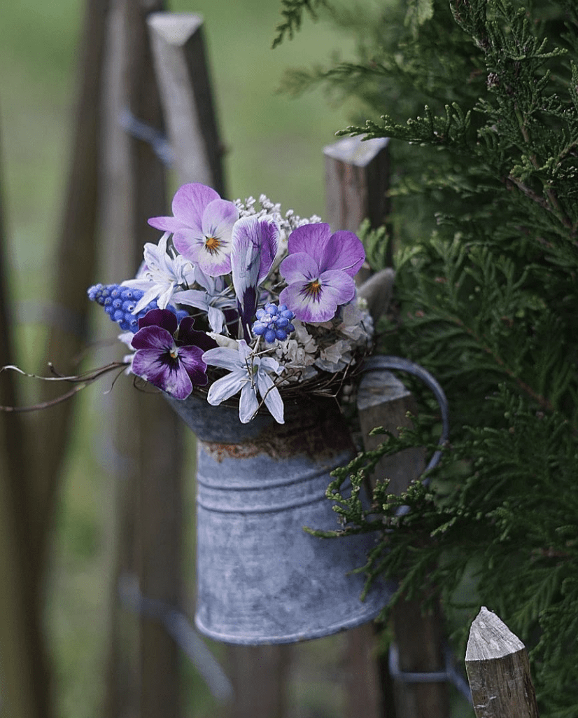 A galvanized milk pitcher used as a flower planter.