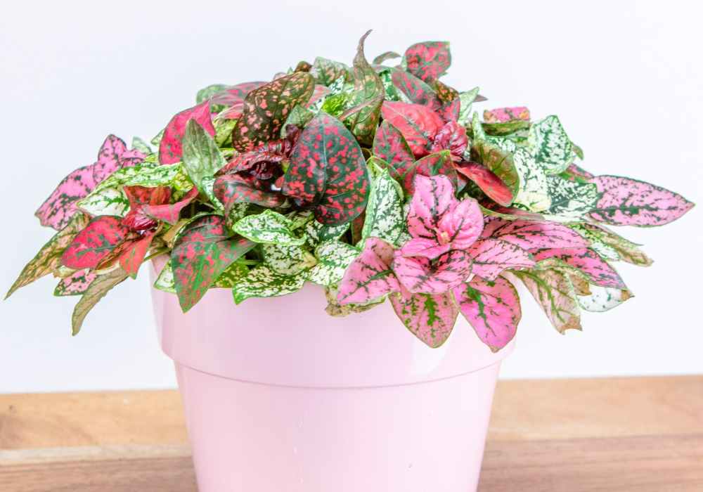 A polka dot plant.