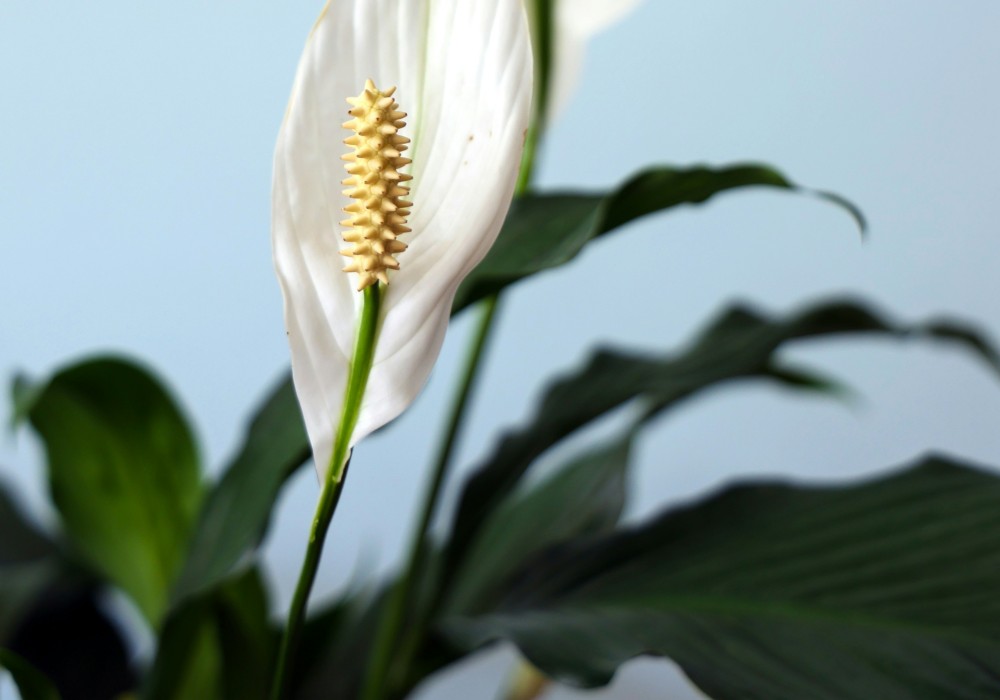 A peace lily.