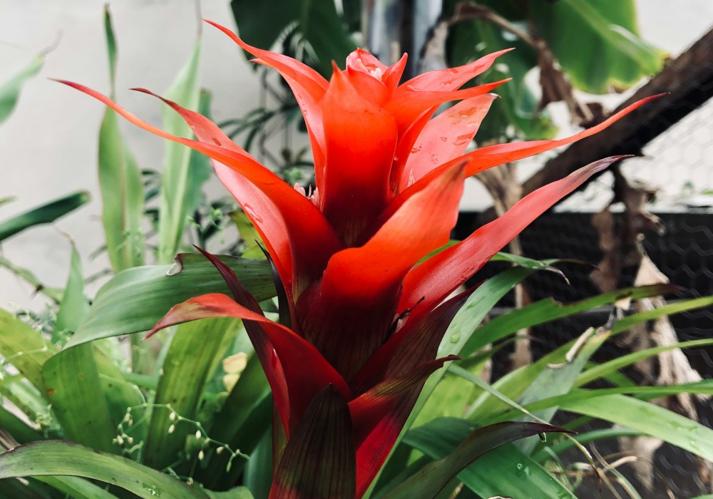A bromeliads.