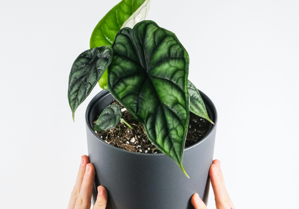 An elephant ear plants.