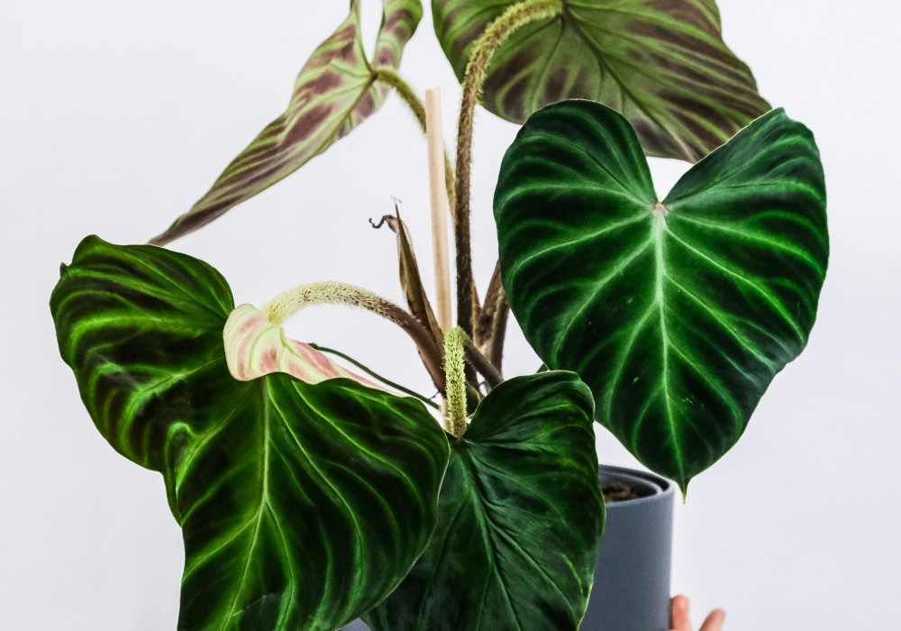 A philodendron.