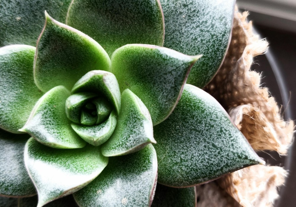 A succulent plant.