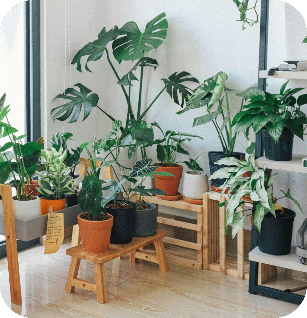 Plants in a living room.