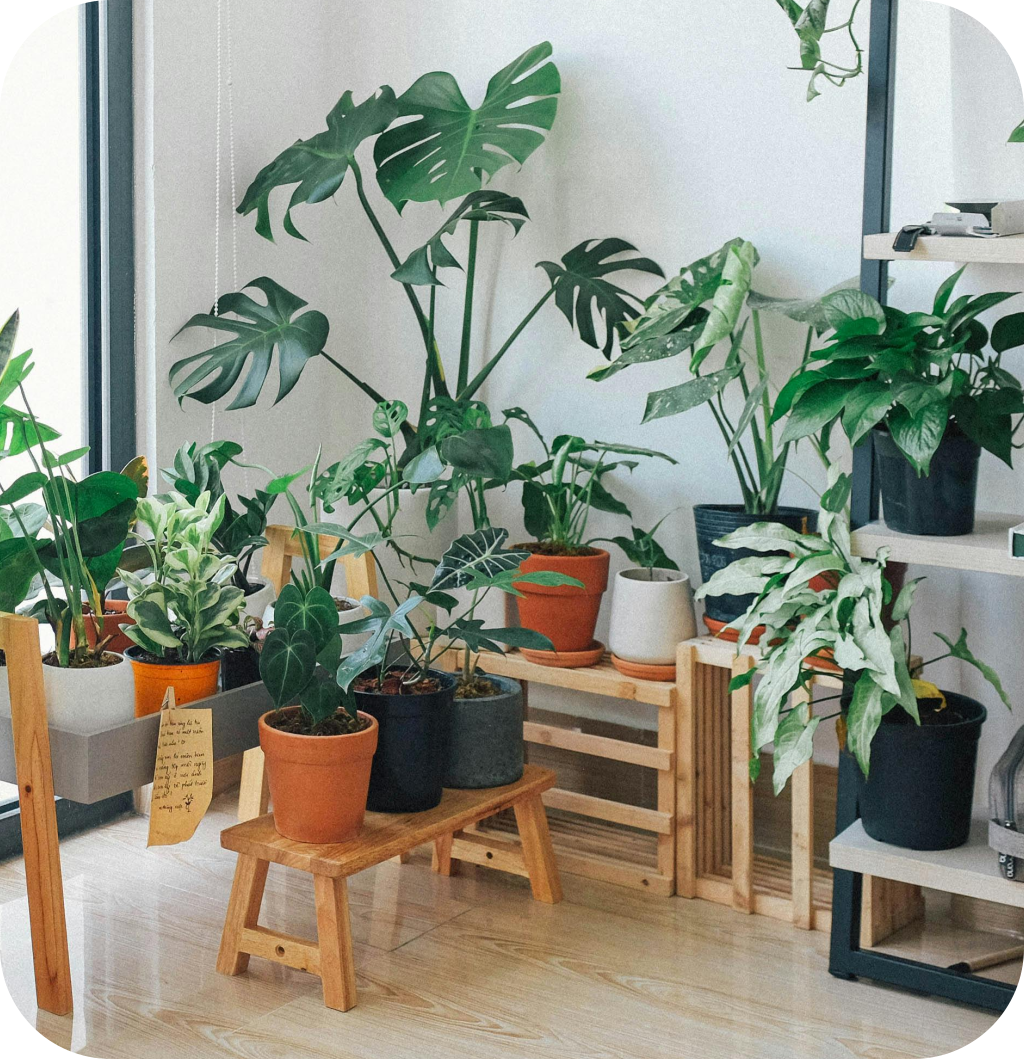 Plants in a living room.