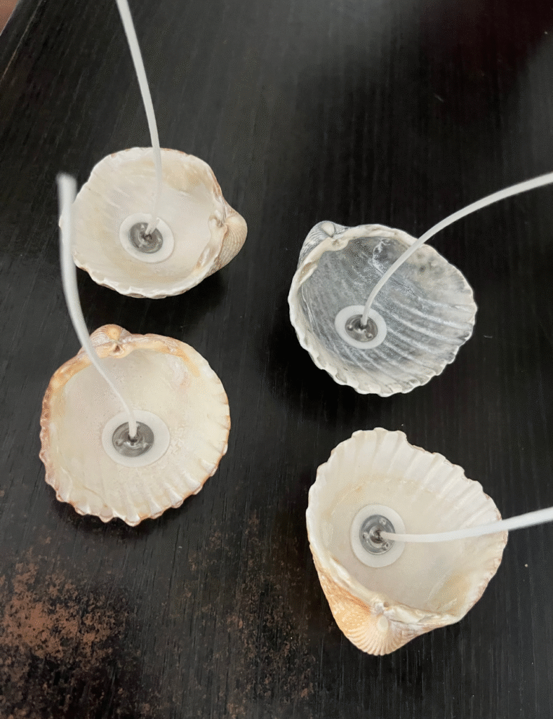 Seashell candles DIY - view 1. ©ASTRAPEARL - DO NOT USE