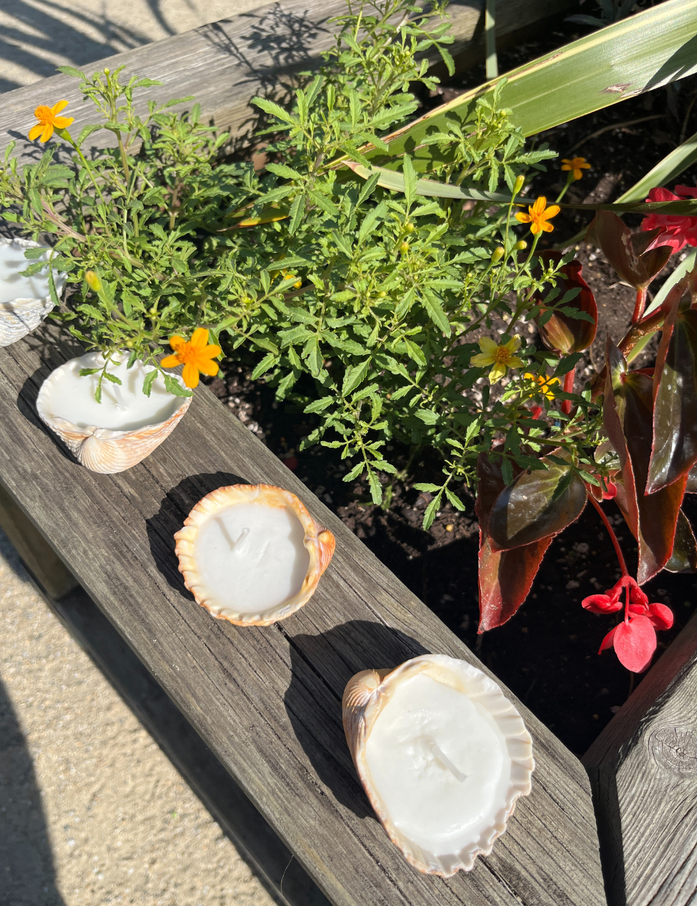 How To Create Stunning Seashell Candles DIY In 10-Minutes! - Astrapearl