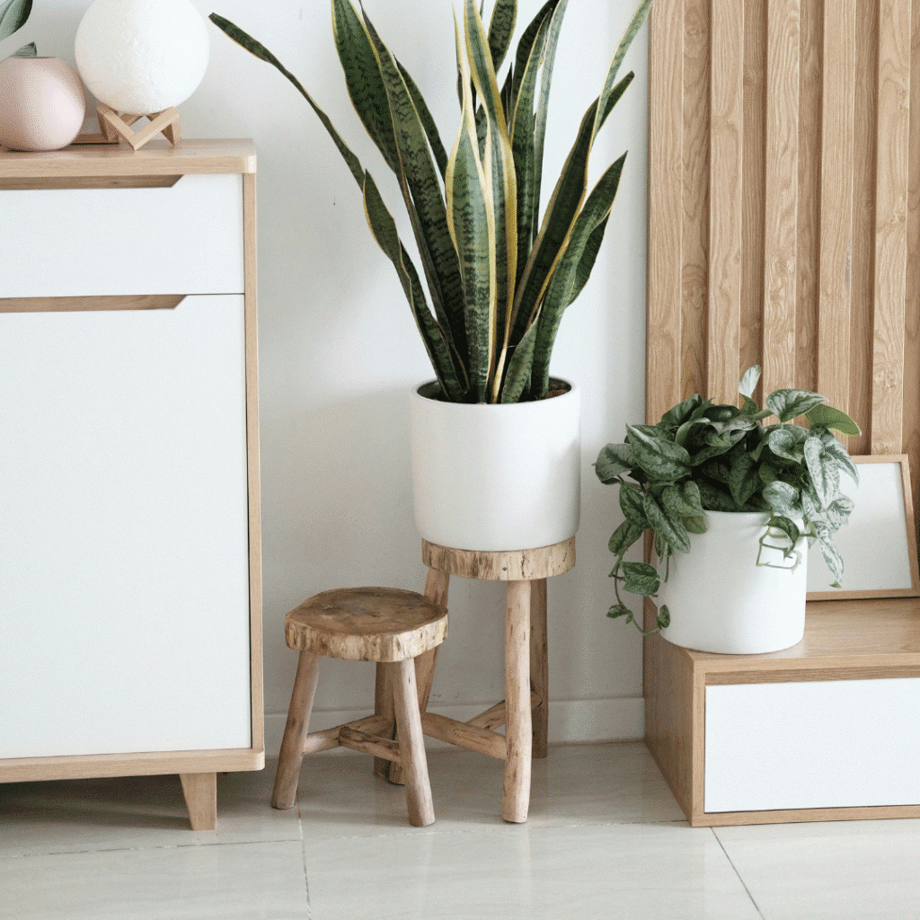 Indoor plants in a living room.